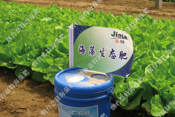 煙臺農(nóng)博園有機蔬菜示范園——農(nóng)農(nóng)特海藻沖施肥
