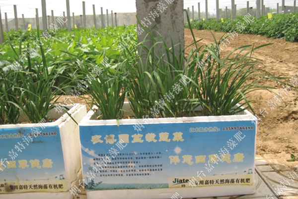 煙臺農(nóng)博園蔬菜禮盒——農(nóng)農(nóng)特海藻沖施肥+海藻有機(jī)肥