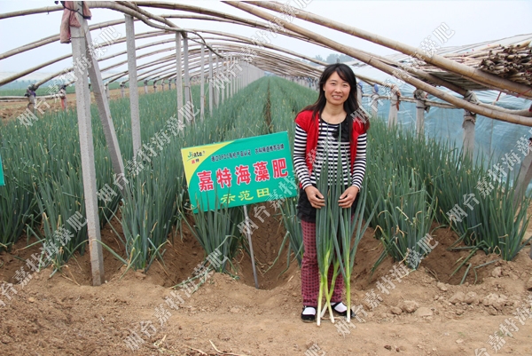 安丘大蔥——農農特3000兩遍